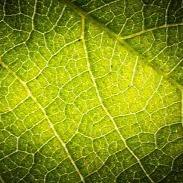 Plant Leaf Disease Detection Webpage