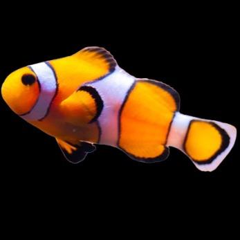 ClownFish Protocol