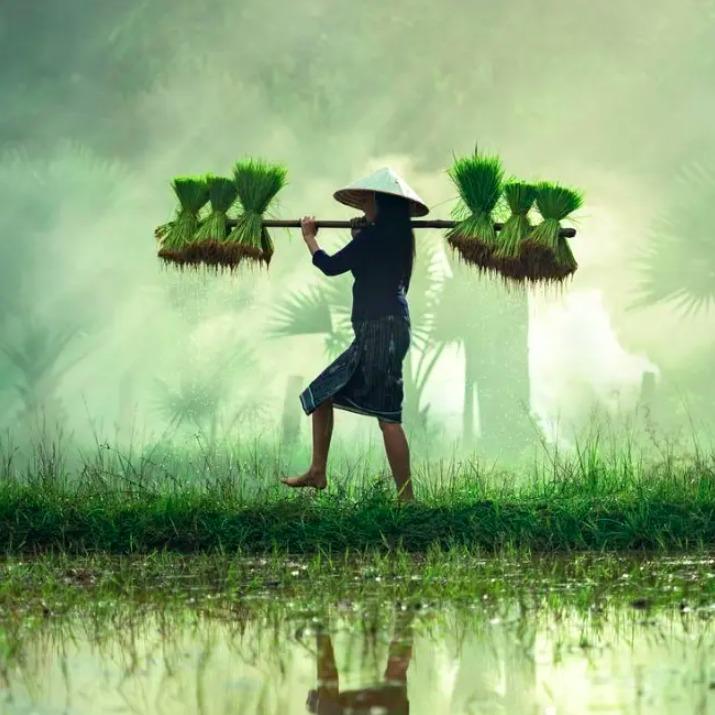 dApp For Farmers and Consumers
