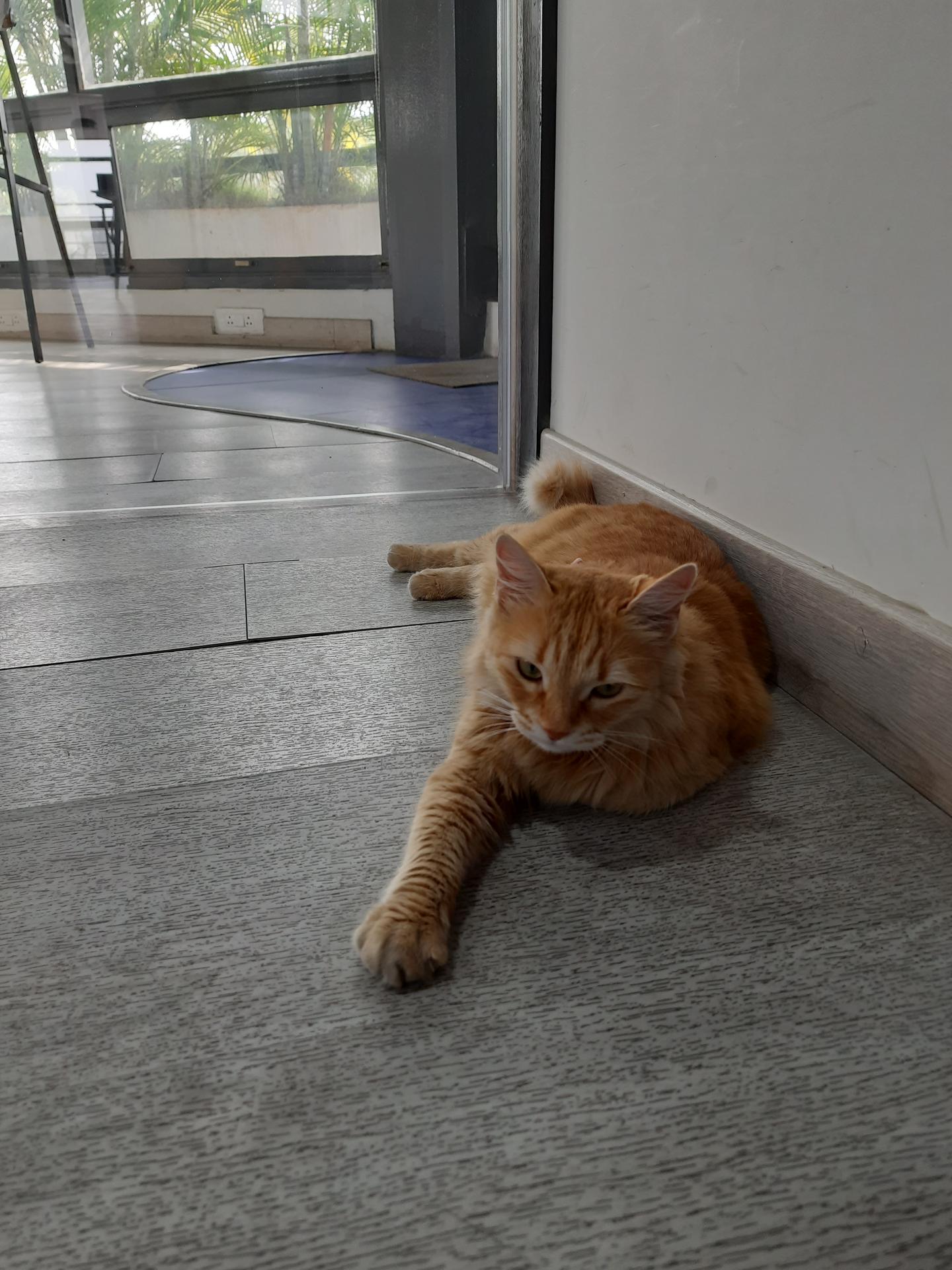 Devfolio- Marketing and Content